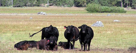 definition_beef_sustainability_covers_considerable_ground_1_635303056931964335.jpg
