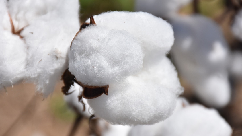 Cotton Boll Cotton Boll
