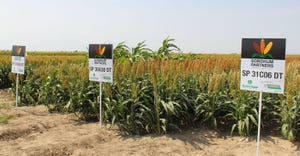 Sorghum Partners' Double Team Sorghum Cropping Solution at field days