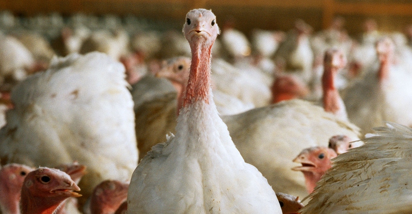 A close up of a turkey within a flock