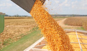 corn-harvest-1152-staff-dfp.jpg