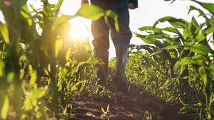 Farmer walking through cornfield at sunset