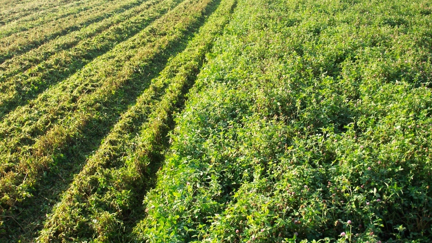 Cover Crops in field for grazing