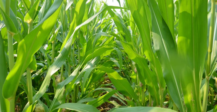 nitrogen deficient corn plants