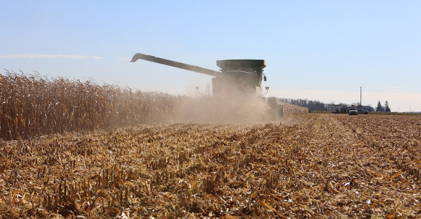 rear view of a combine harvesting mature corn on a sunny day
