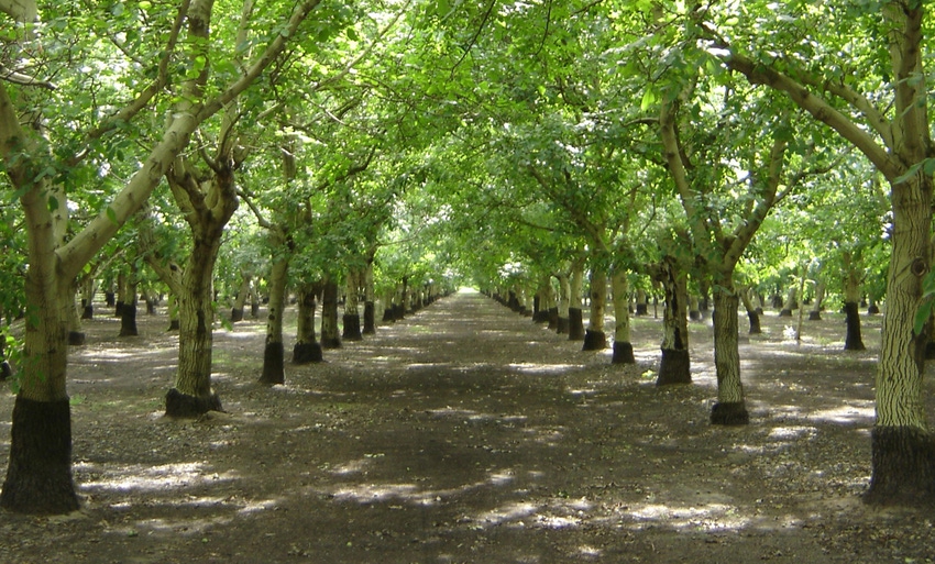 TNFP0521-cal-walnuts-walnut-optimism.jpg