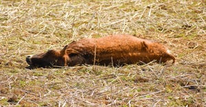A dead cow laying in a field