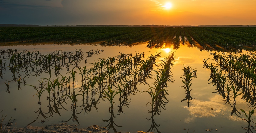 flooded cornfield at sunset