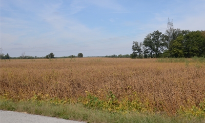 Estimating Soybean Yields Is Tough Challenge