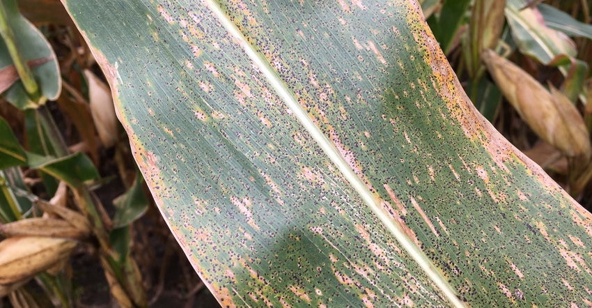 signs of tar spot on a corn leaf