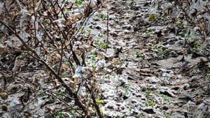 cotton destroyed by hail