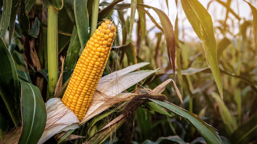 Corn on a cob in cornfield