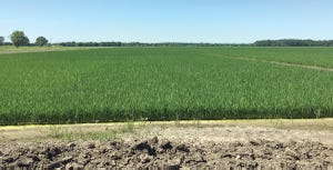 Mississippiâ€™s rice crop was mostly in good or excellent condition in early June. This field in Washington County, Miss., was photographed June 8, 2016. (Photo by MSU Extension Service/Bobby Golden)