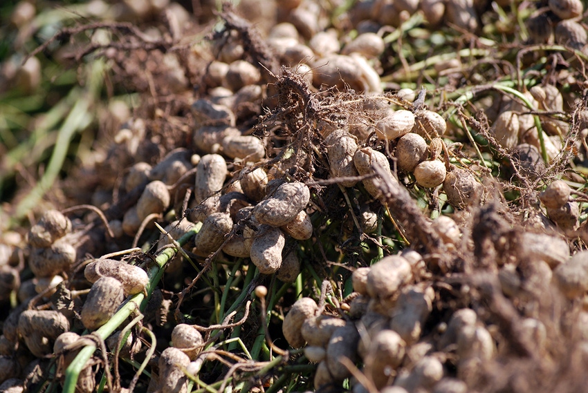 brad-haire-peanut-dug-18-az.JPG brad-haire-peanut-dug-18-az.JPG