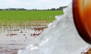 rice-flooded-staff-dfp-6170.jpg