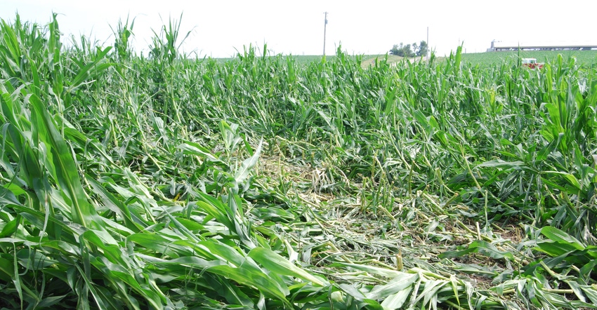 Damaged corn crops from windstorm
