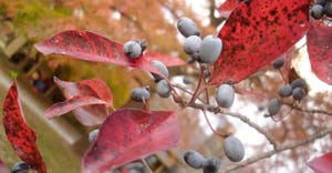 A close up of berries on a tree with red leaves