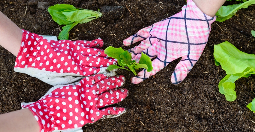 Closeup of hands wearing garden gloves planting lettuce