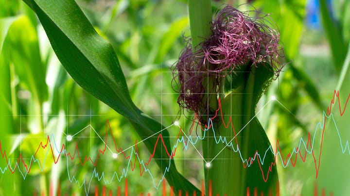 WASDE data proved helpful for grain prices