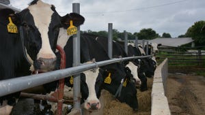 Group of Holstein cows at eating hay on a dairy farm
