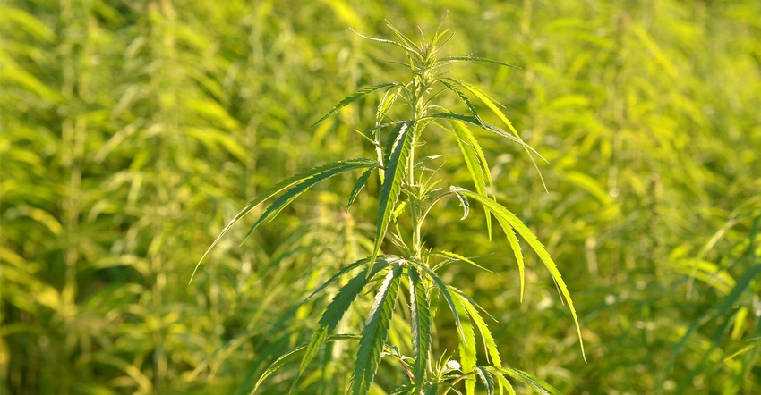 Hemp field Hemp field