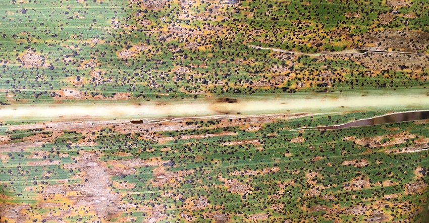 tar spot on corn leaf tar spot on corn leaf
