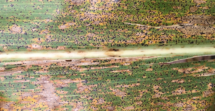 tar spot on corn leaf