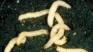 corn rootworm larvae