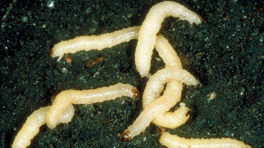 Get ready for corn rootworm