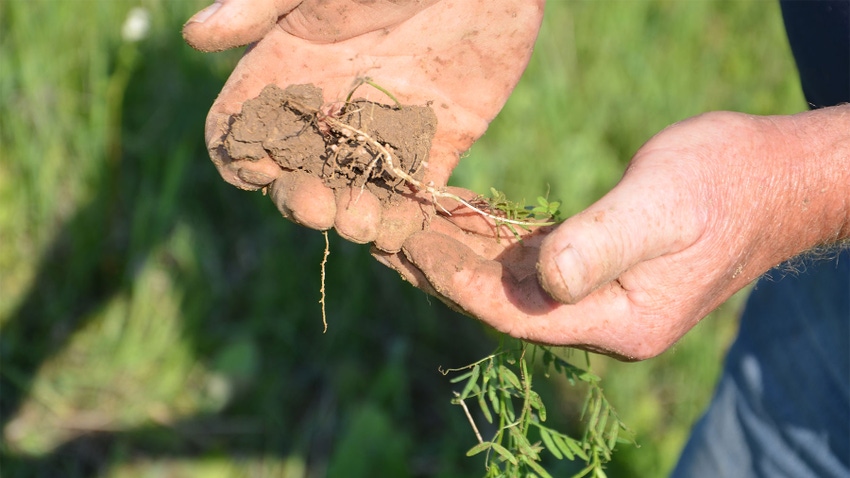  A hand holding a vetch plant, showing its long roots