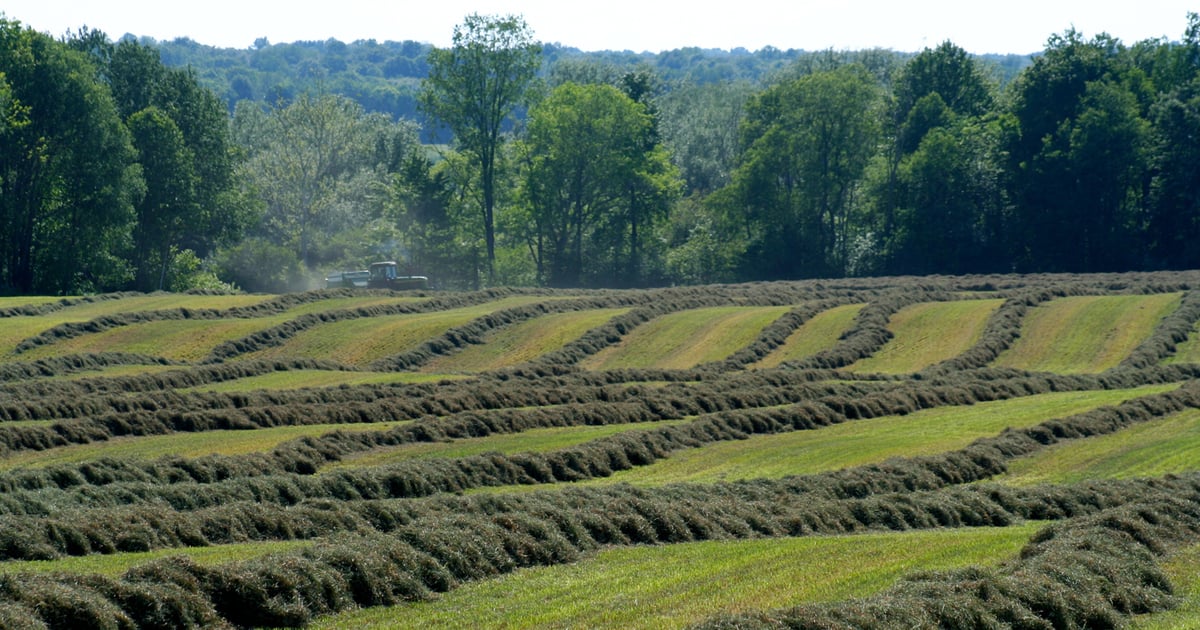 5 steps to ensure overwinter forage success