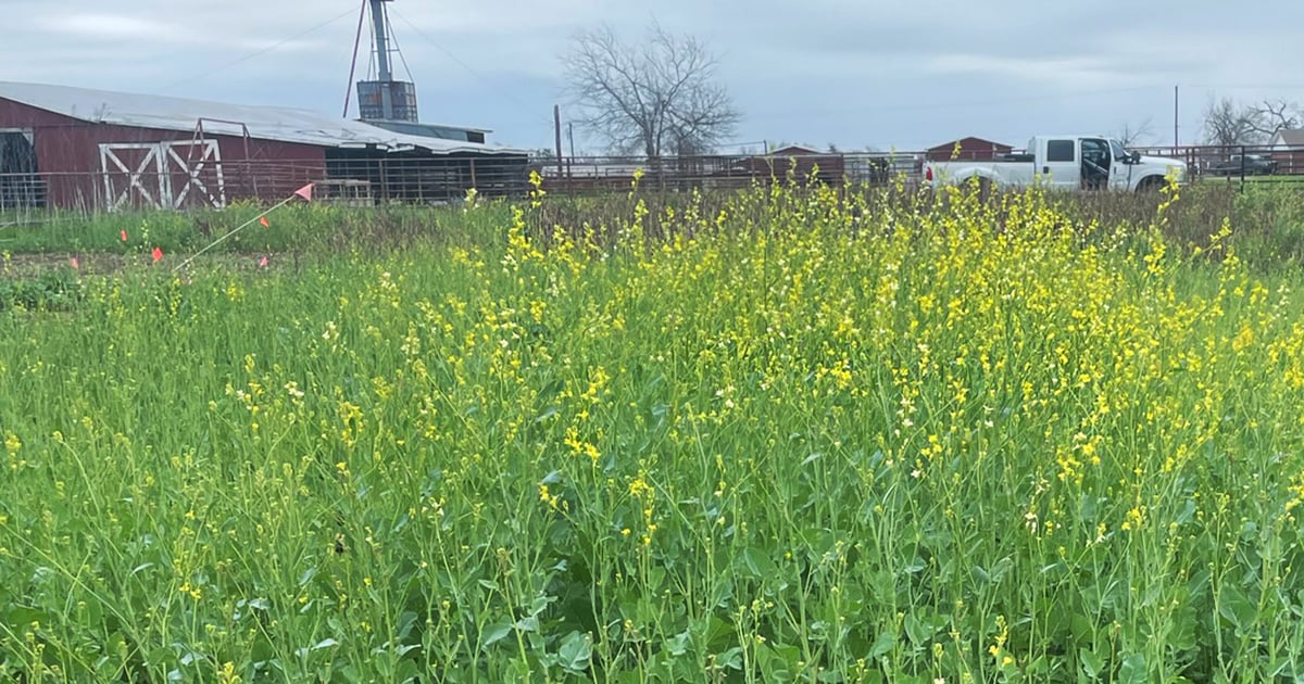 Stiles Farm tests alternative crops for growers