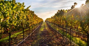 sunrise over rows of a vineyard