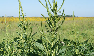 Learn How To Correctly Identify Palmer Amaranth