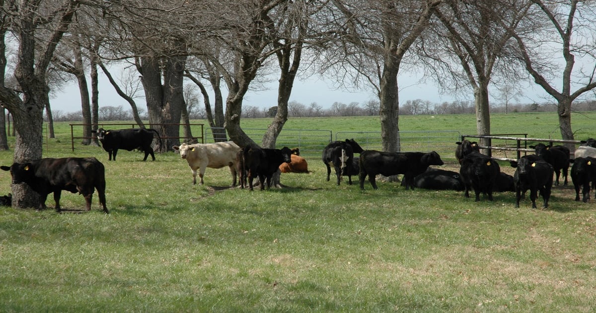 Texas ranchers win legal fight against cattle rustling