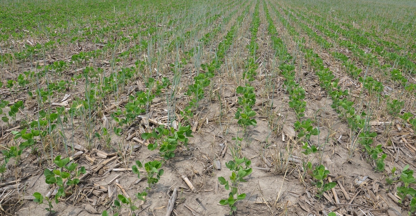 cereal rye escapes in soybean field