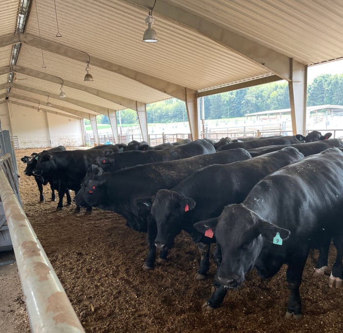 Crossbred-beef-dairy calves 