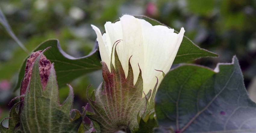 cotton-blooming-farm-3-a.jpg