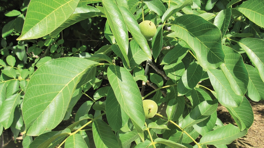 walnut tree