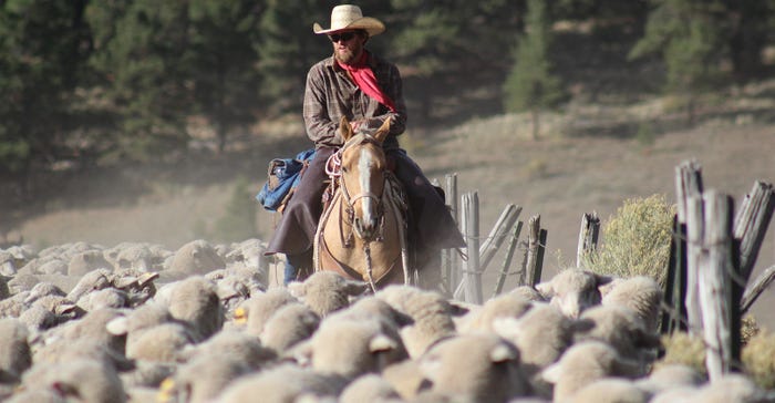 rancher on horse amidst a herd of sheep