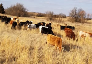 Cows grazing fully recovered pasture in winter