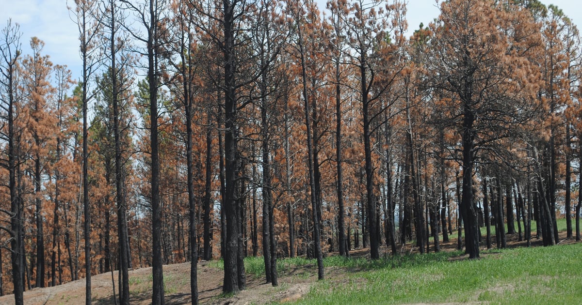 Landowners are replanting Pine Ridge