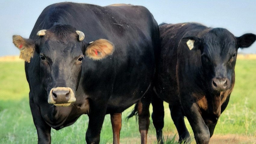 dairy-cow-milk-grazing dairy-cow-milk-grazing