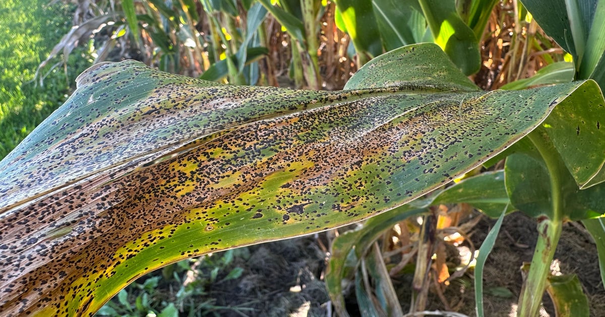 Midwest crops advance despite disease, weather challenges