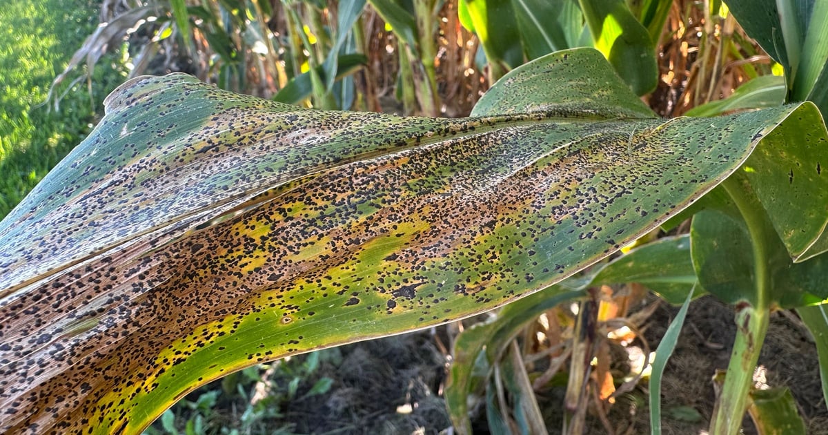 Midwest crops advance despite disease, weather challenges