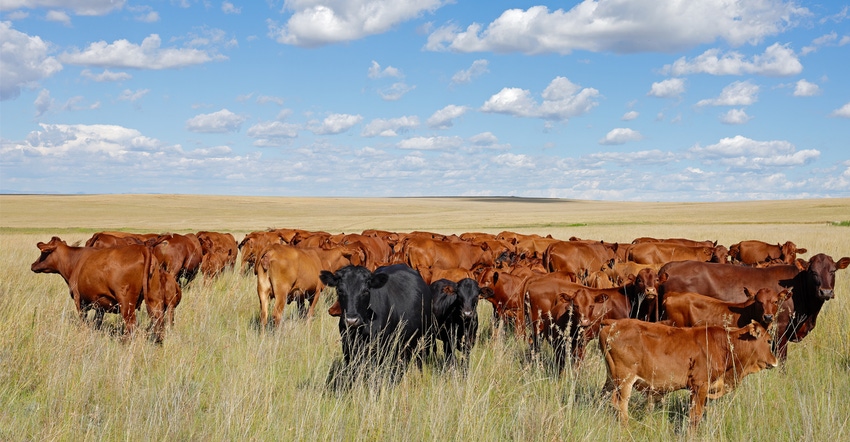Cattle grazing in grassland