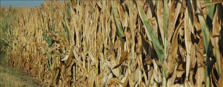 What Should I do with my Corn Stalks After Harvest? - PhycoTerra®