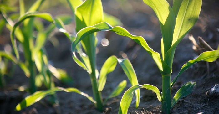 young corn plants closeup