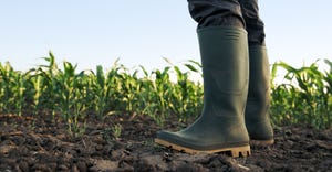 farmer in rubber boots standing in the field of cultivated corn crop.