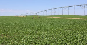 irrigation in soybean field